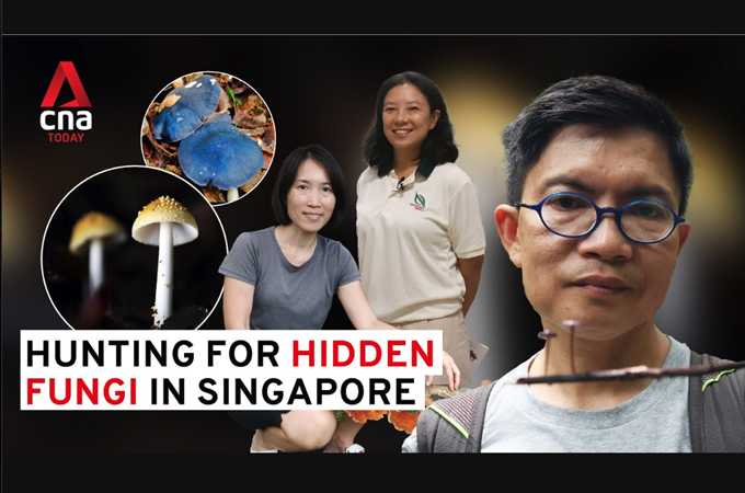 The 'mushroom hunters' helping to discover rare species of fungi in Singapore by MCN International Pte Ltd